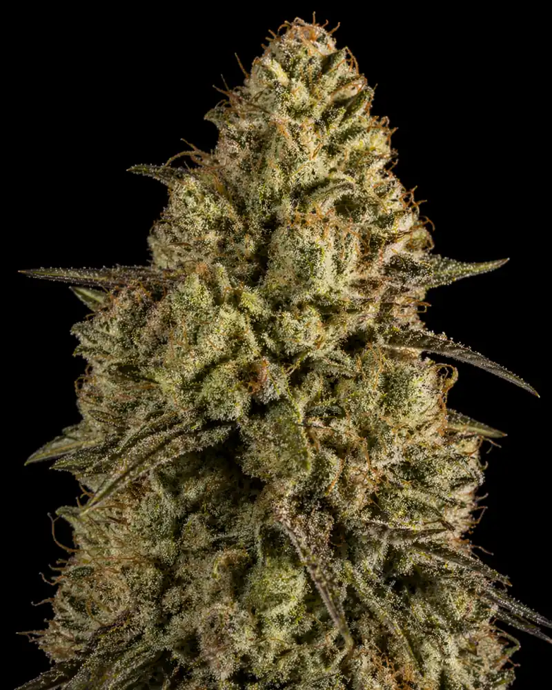 Glookies Auto