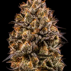 Gorilla Glue Feminizada