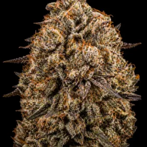 Gorilla Jealousy Feminizada