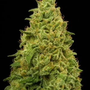 Green Crack Feminizada