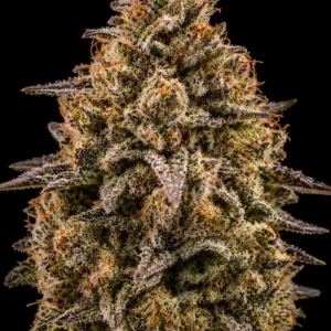 Guava Mintz Feminizada