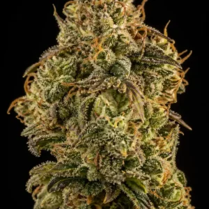 Hulkberry Feminizada