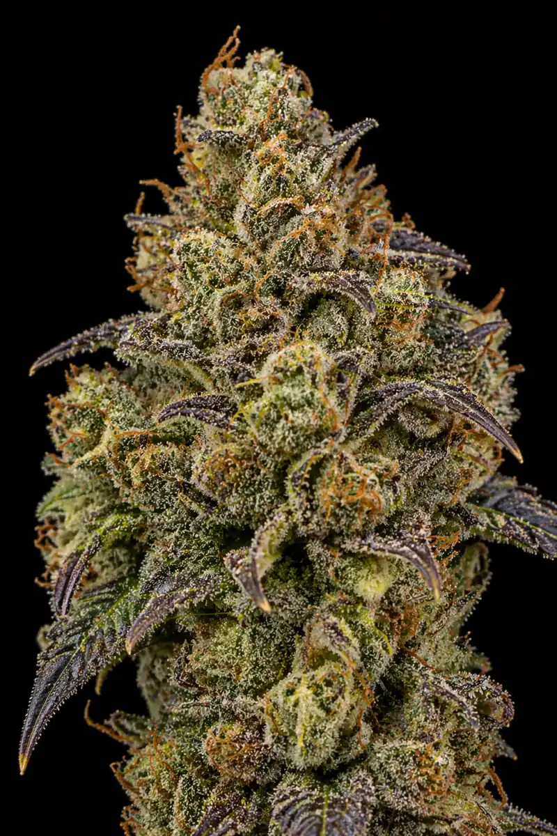 Insane OG Feminizada