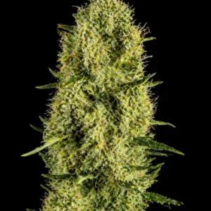 Jack Herer Feminizada