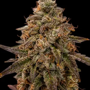 Kalimist 98 Feminizada