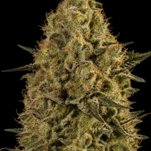 Killer Kush Auto