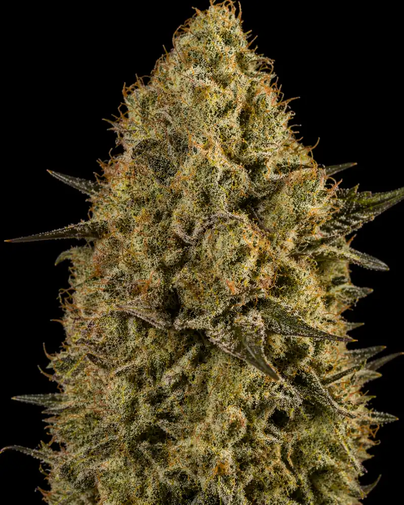 Killer Kush Auto