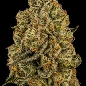 Kosher Kush Feminizada