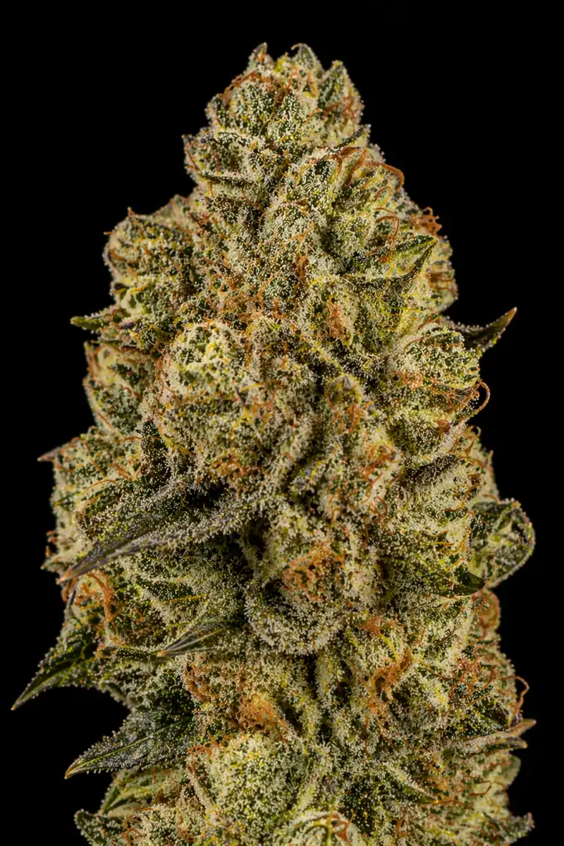 Kosher Kush Feminizada