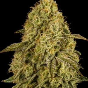 Lemon Cake Auto