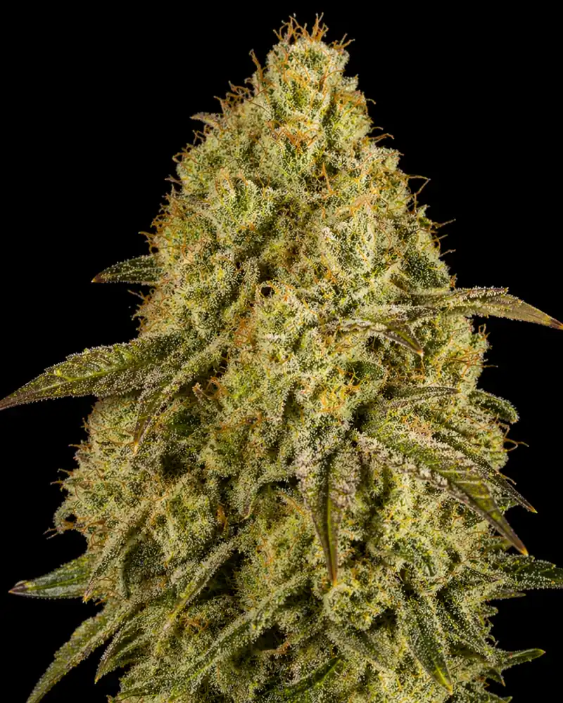 Lemon Cake Auto