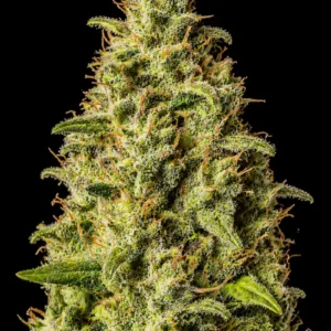 Lemon Skunk Fast F1