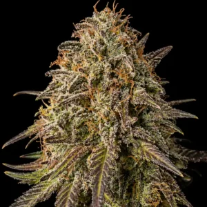 LSD Auto