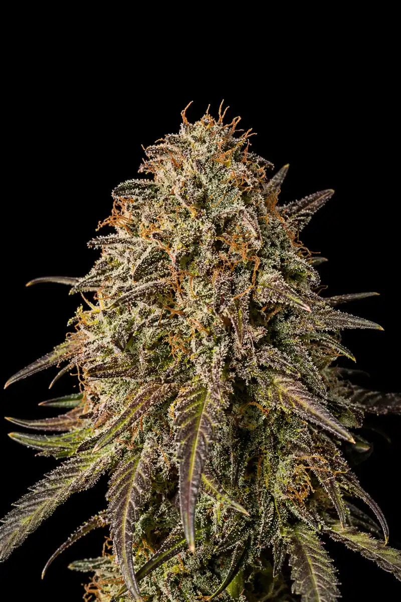 LSD Auto