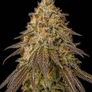 Mandarine Auto