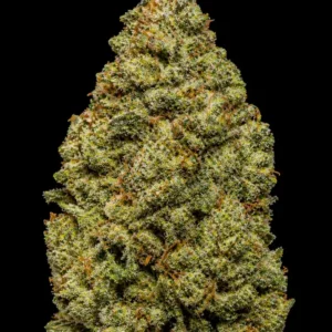 Matanuska Feminizada