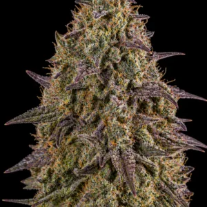 Mimosa Cookies Auto