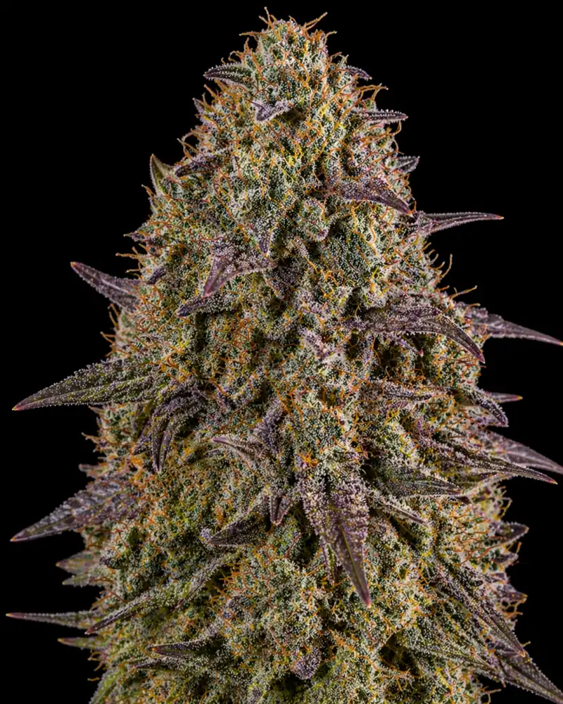 Mimosa Cookies Auto