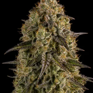 Mimosa Evo Auto