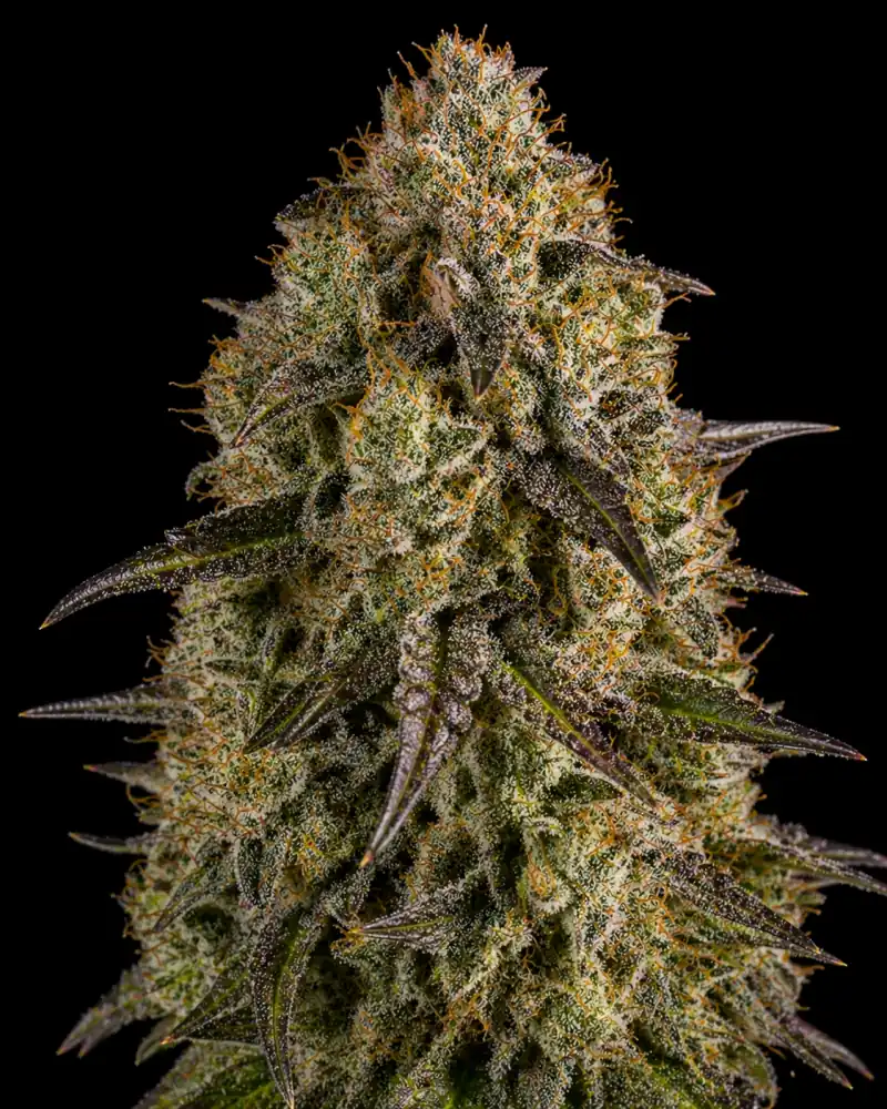 Mimosa Evo Auto