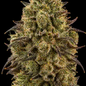 Mimosa Evo Feminizada