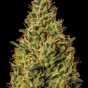 Mimosa Fast F1
