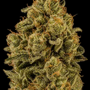Nicole Kush Feminizada