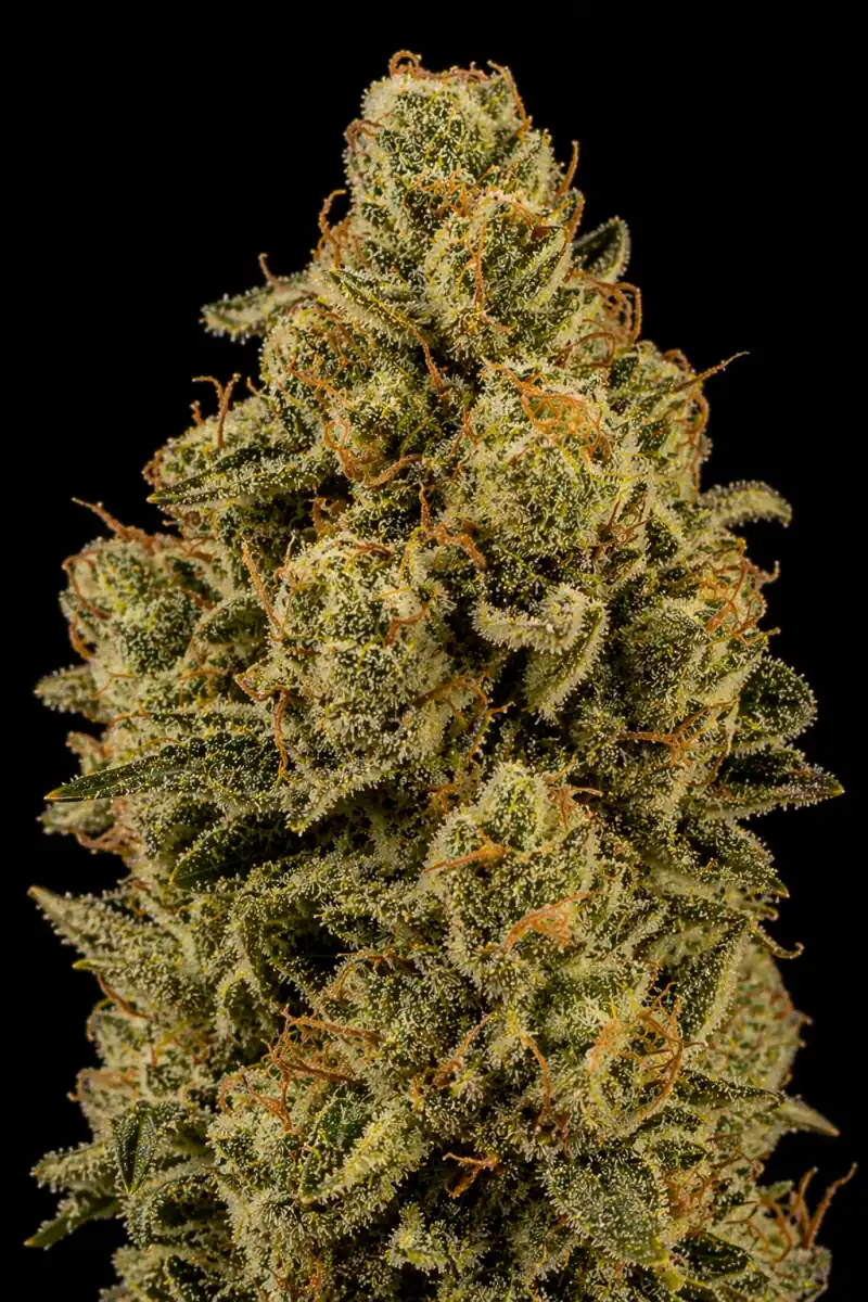 Nicole Kush Feminizada