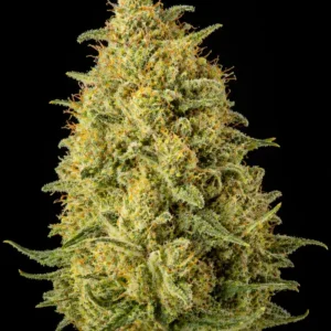 NL#5 Haze Feminizada