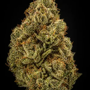 Northern Lights Feminizada