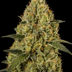 NYC Diesel Auto