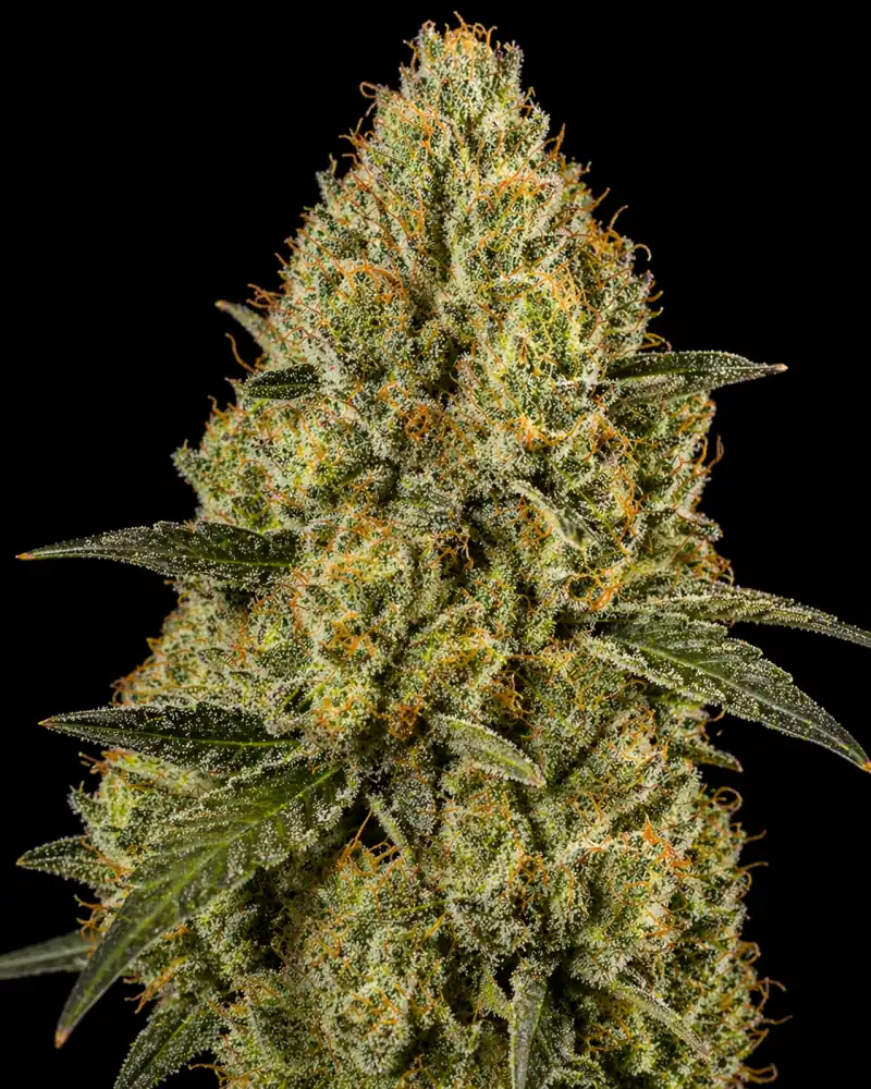 NYC Diesel Auto