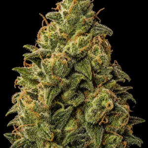 OG Kush Fast F1