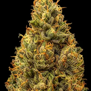 Orange OG Auto