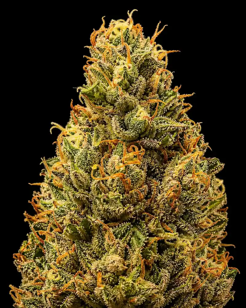 Orange OG Auto