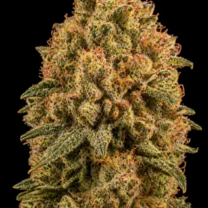 Orange OG Feminizada