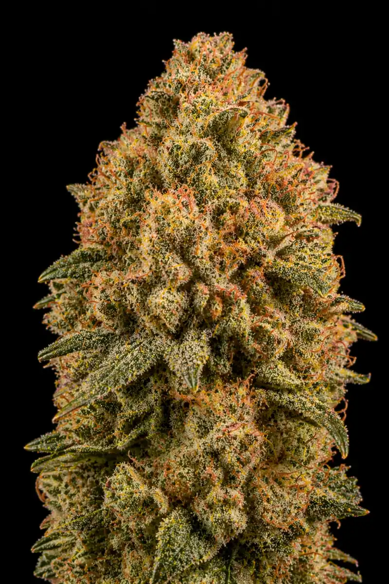 Orange OG Feminizada