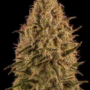 Pink Panther Feminizada