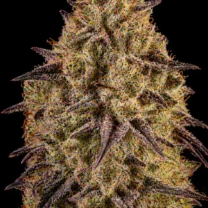 Purple Sherbet Feminizada