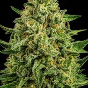 Sensi Star Feminizada