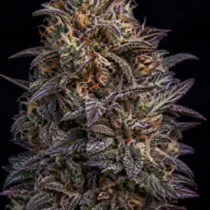 Shislaberry Feminizada