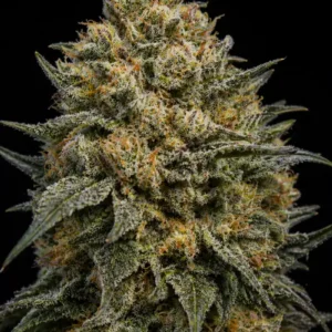 Skunk #1 Feminizada