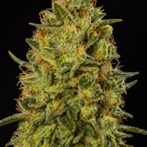 Somango Auto
