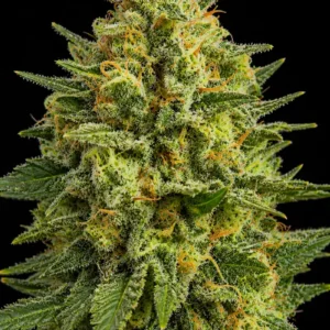 Somango Feminizada