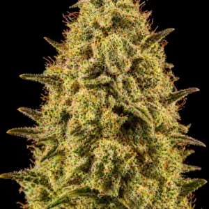Sour Lemon Larry Feminizada