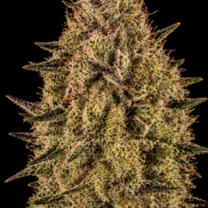 Sour Strawberry Feminizada