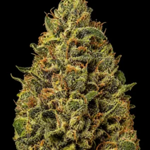 Stardawg Auto