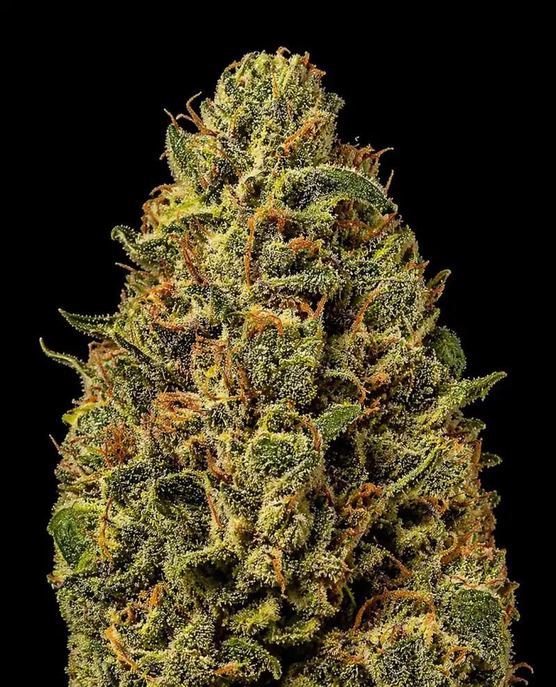 Stardawg Auto