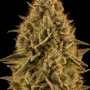 Stardawg Feminizada