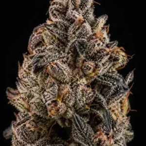 Sticky Fingers Feminizada